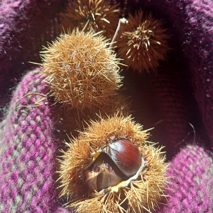 Chestnut: D2B Diverse Hybrid Chestnut Seedling - Bareroot