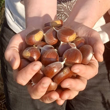 Load image into Gallery viewer, Chestnut: G4B Diverse Hybrid Chestnut Seedling - Bareroot
