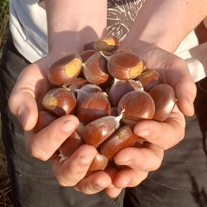 Chestnut: G4B Diverse Hybrid Chestnut Seedling - Bareroot