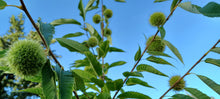 Load image into Gallery viewer, Chestnut: E2C Diverse Hybrid Chestnut Seedling - Bareroot
