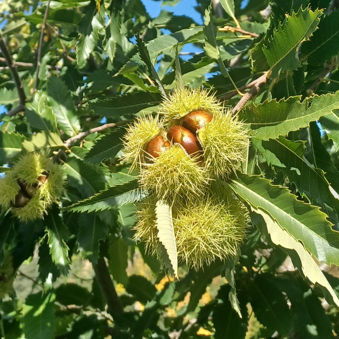 Chestnut: E2C Diverse Hybrid Chestnut Seedling - Bareroot