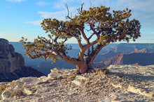 Load image into Gallery viewer, Piñon Pine Nut Seedling - Bagged
