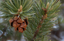 Load image into Gallery viewer, Piñon Pine Nut Seedling - Bagged
