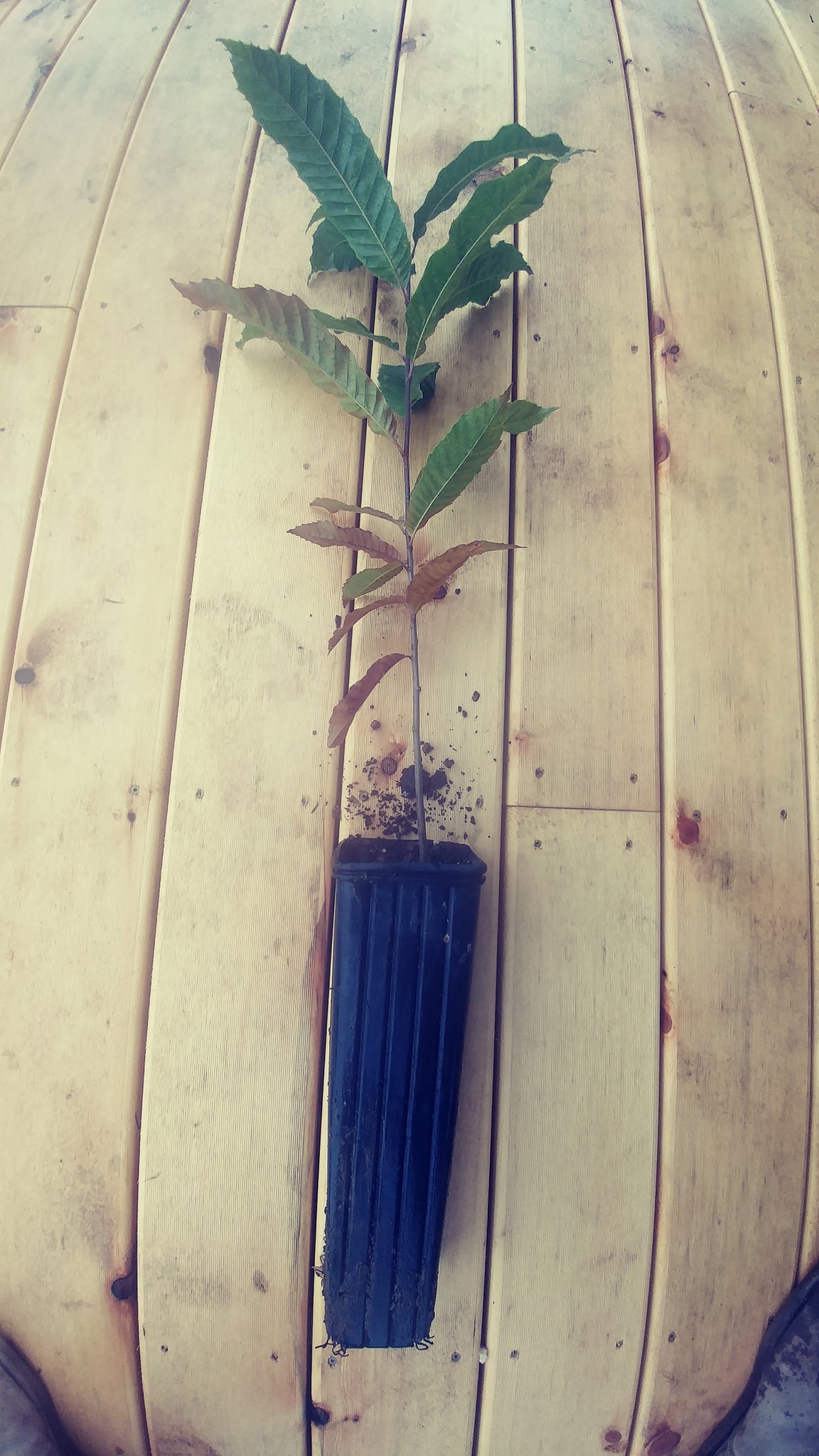 planting a chestnut seed Chestnut: ExJ Seedling