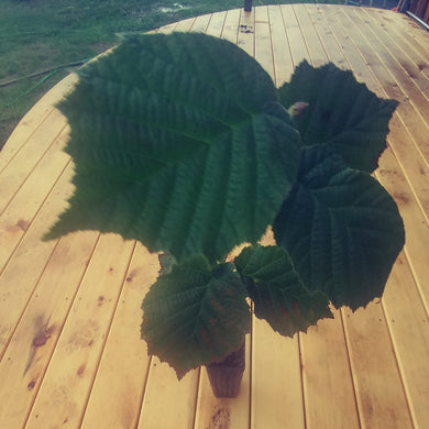 A potted hazelnut here on our deck