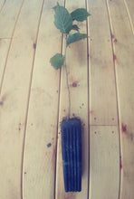 Load image into Gallery viewer, A potted hazel on wooden backdrop
