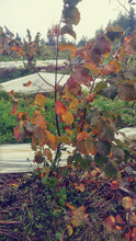 Load image into Gallery viewer, A hazelnut in autumn in our orchard.
