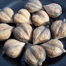 Load image into Gallery viewer, Beautiful heartnuts in their shell.
