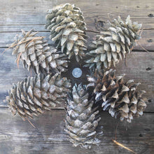 Load image into Gallery viewer, Pine cones from Korean Pine Tree. Quarter at the center for scale.
