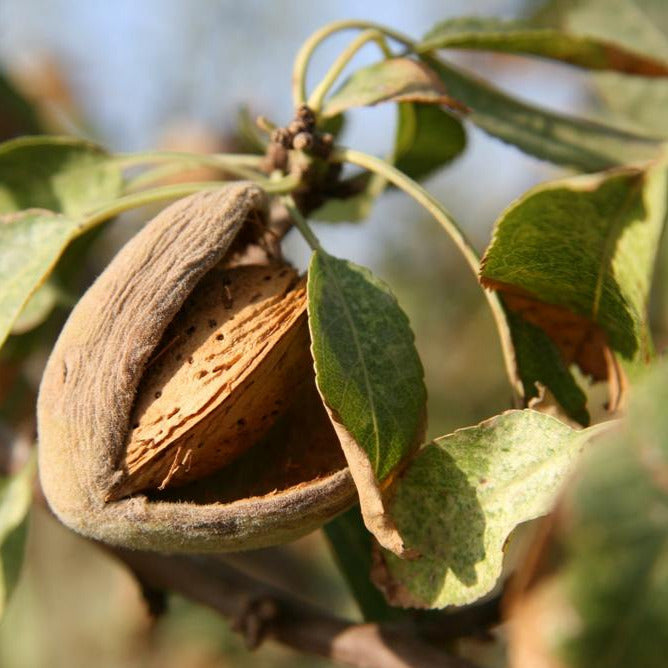 Close-up of an almond hanging on a tree with its shell visible