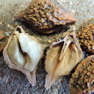 Buartnuts in their shell with a cracked nut in the center