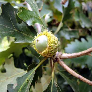 An acorn ripening on a bur oak AKA mossycup oak (Quercus macrocarpa)