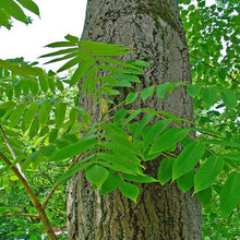 Load image into Gallery viewer, Butternut - Selected seedling - Bareroot
