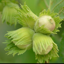 Load image into Gallery viewer, Hazelnut cluster ripening on a tree
