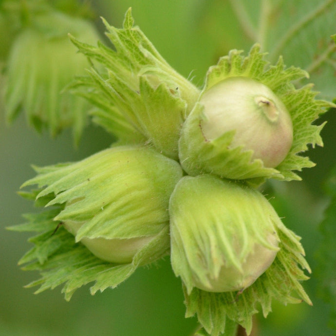 Cluster of hazelnuts ripening on tree