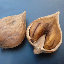 Load image into Gallery viewer, A heart-shaped heartnut kernel nested in its shell.
