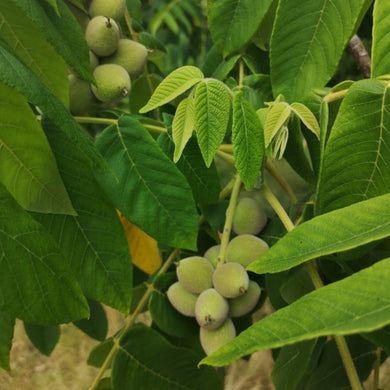 Two clusters of heartnuts ripening on the tree.