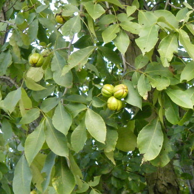 Hickory with ripe nuts