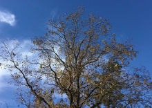 Load image into Gallery viewer, A large pecan tree with many branches holding leaves and nuts

