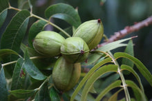 Load image into Gallery viewer, Pecan tree with nuts ripening on branch

