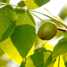 Load image into Gallery viewer, Shellbark hickory nut ripening on tree branch
