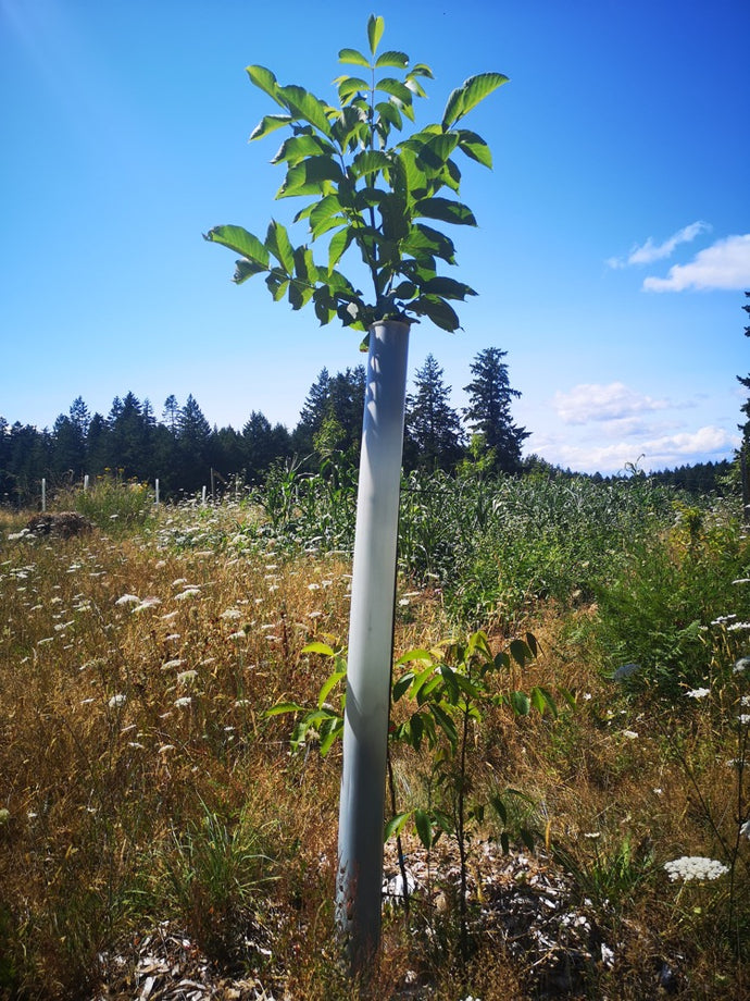 6' Tubex Tree Tube without Fiberglass Stake (provide your own stake)