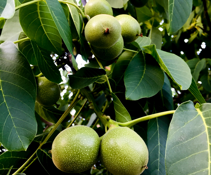 Walnut: Lone Pine Seedling - Bareroot